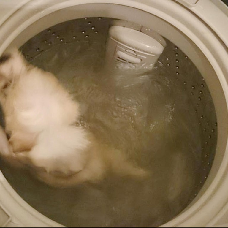 Jack wash the dog. Собака в стиральной машине. Dog and washing Machine.