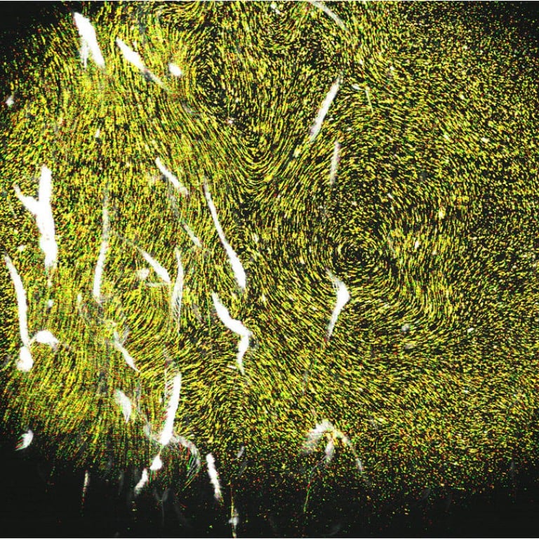 Tiny Brine Shrimp May Help Power Ocean Currents US Study Shows South   8df2d63332c487686a56b2b4aebc998f 