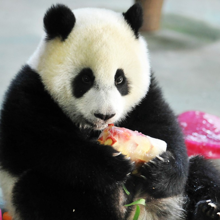 Israel Becomes The Latest Target For Chinas ‘panda Diplomacy South China Morning Post 9636