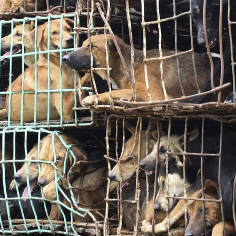 Illegal pet trade must be tackled | South China Morning Post