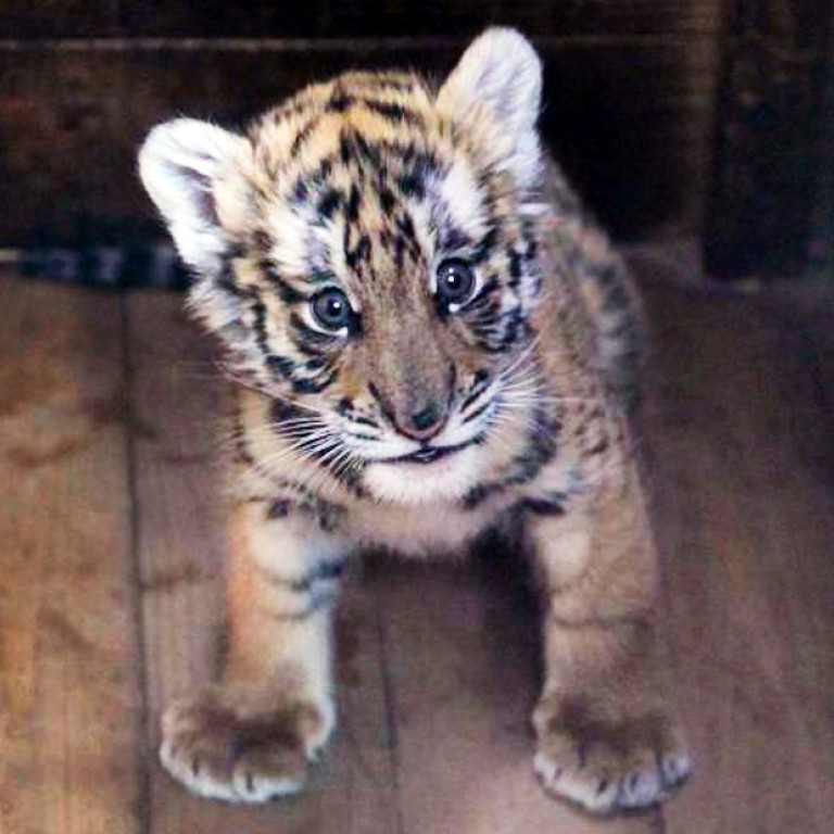 Around the nation: endangered South China tiger cub nursed back to ...