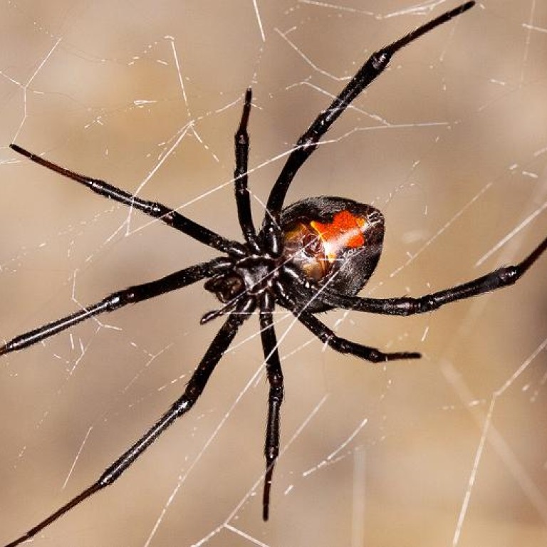 Around the nation: Aussie redback spider stowaway found at Guangdong ...