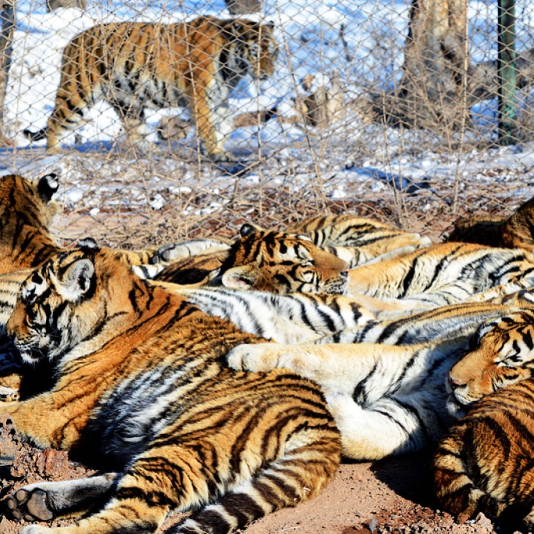 ‘What do China’s Siberian tigers eat?’ asks curious President Xi