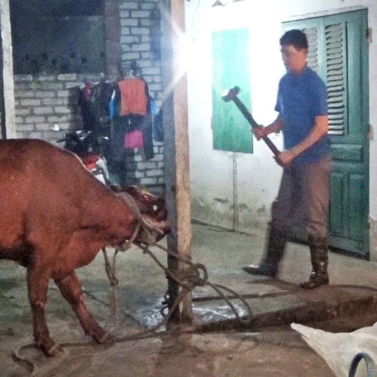 Australian officials condemn cattle exported to Vietnam being