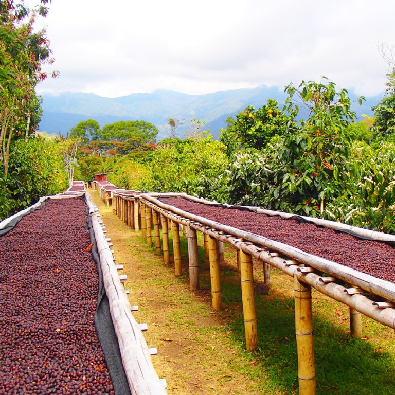 Coffee beans are laid out for drying. Climate plays an important role in the production of premium coffee beans.