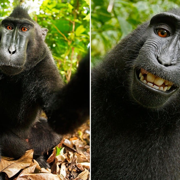 Monkey deserves copyright to famous ‘selfie’, PETA lawsuit claims
