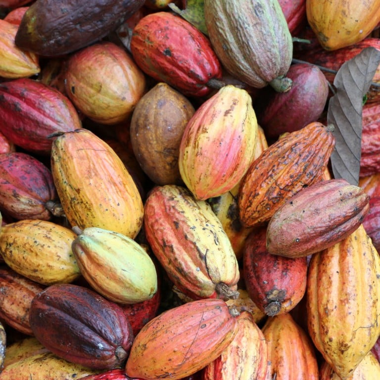 To'ak uses cacao beans from various kinds of cacao fruits to make its chocolate.