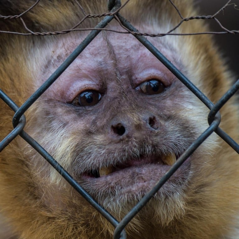 Nicolas the alcoholic monkey is a symbol for animal abuse in Chile