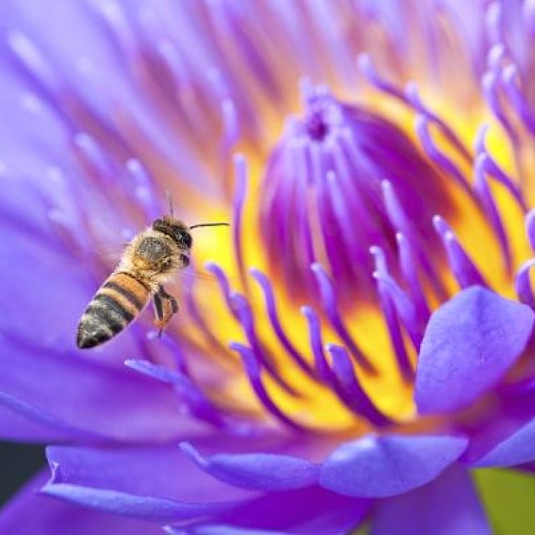 Honey bee colonies decimated in US, according to new survey | South ...