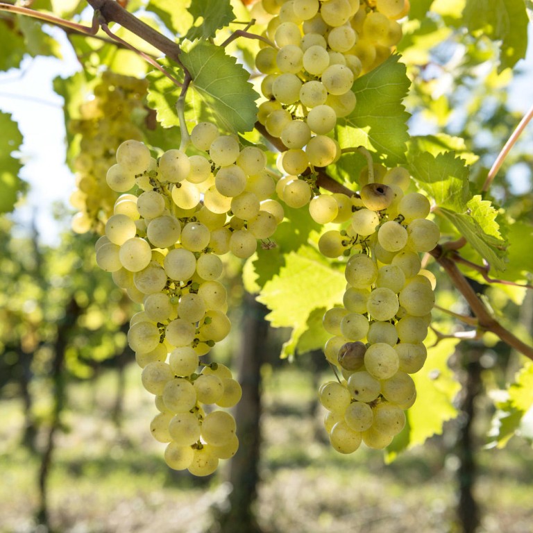 Aleks Klinec says with orange wine, it's important to work naturally, in an organic way, to preserve the enzymes and yeast naturally occurring on grapes. (Photo by Alessandro Ruzzier)