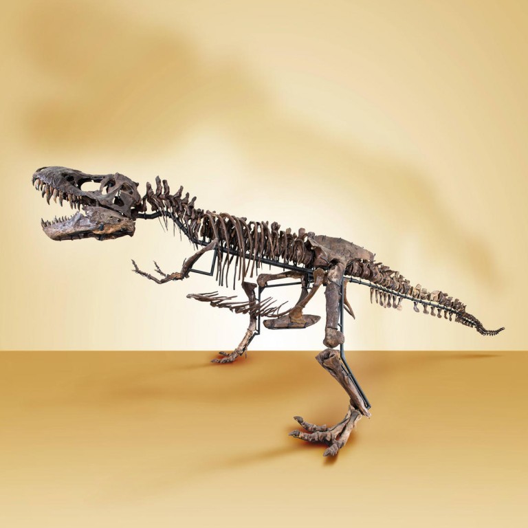 This ultimate predator dates back 72 to 65.5 million years. All the segments come together nicely due to the similar conditions of the excavation sites’ matrix – largely clay/mudstone.