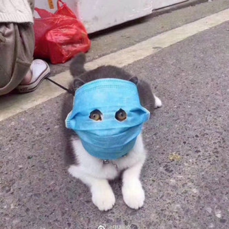 Viral Meme Of Mask Wearing Cat Turns Into A Toy Figure In