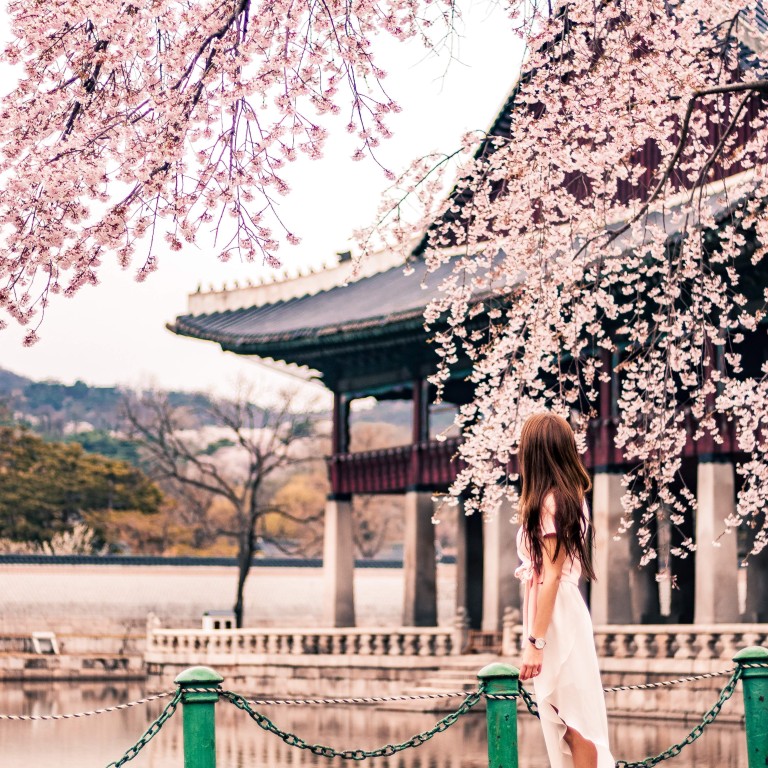 Cherry blossoms in Seoul, one of many places across Asia famous for its springtime colour. Photo: Pexels