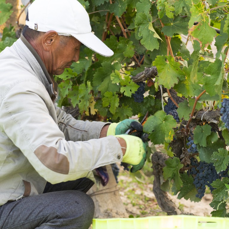 China is cultivating a new tradition in winemaking. Photo: Kanaan Winery