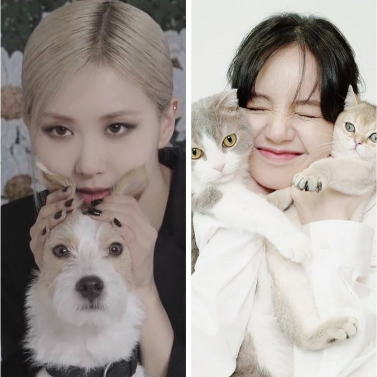 Meet Blackpink’s pets: Rosé, Jennie and Jisoo all own dogs, while Lisa is a cat lover. Photos: @hanksethinker, @syjsooya/Twitter; @lalalalisa_m_, @jennierubyjane/Instagram