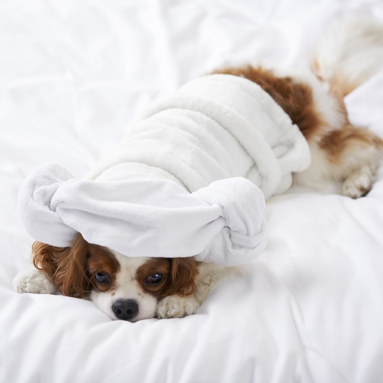 Looking to take your pet on a Hong Kong staycation with you? Check out The Murray Hong Kong’s Pawsome Staycation – plus 4 more pet-friendly packages. Photo: The Murray