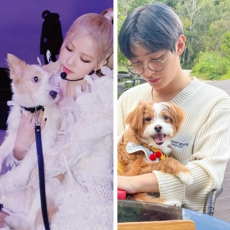 K-stars Blackpink’s Rosé, Yoon Ji-sung, Lee Do-hyun and Dawn all adopted dogs. Photos: @roses_are_rosie_, @_yoonj1sung__, @ldh_sky_, @hyojong_/Instagram,