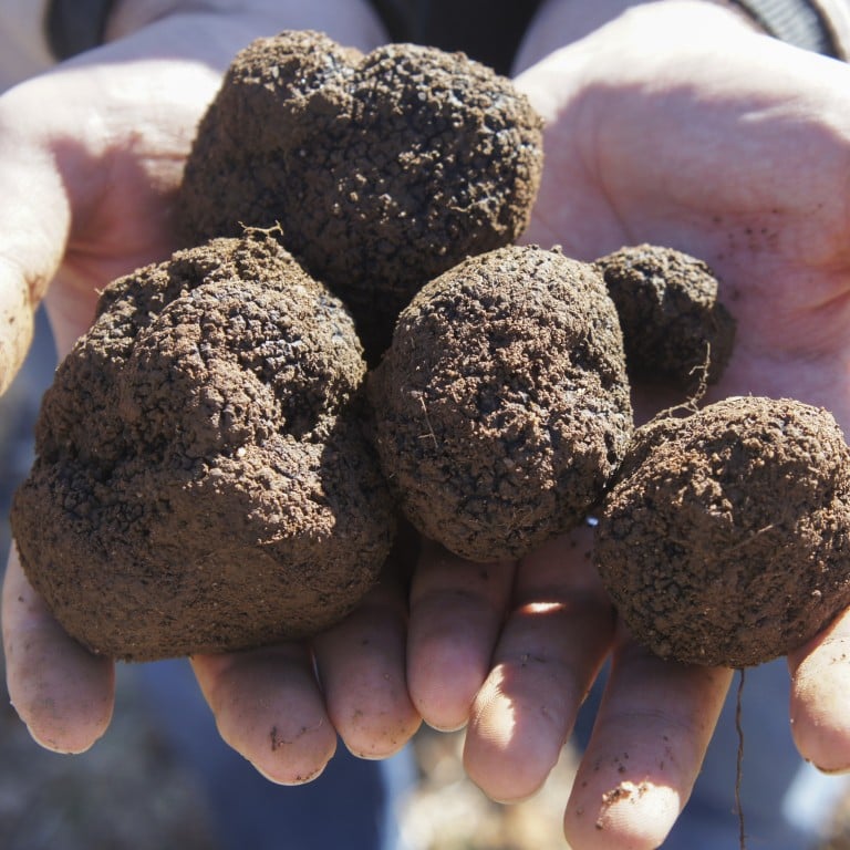 Black gold: freshly dug truffles at Terra Petra Truffles farm in Braidwood, New South Wales, Australia. Photo: