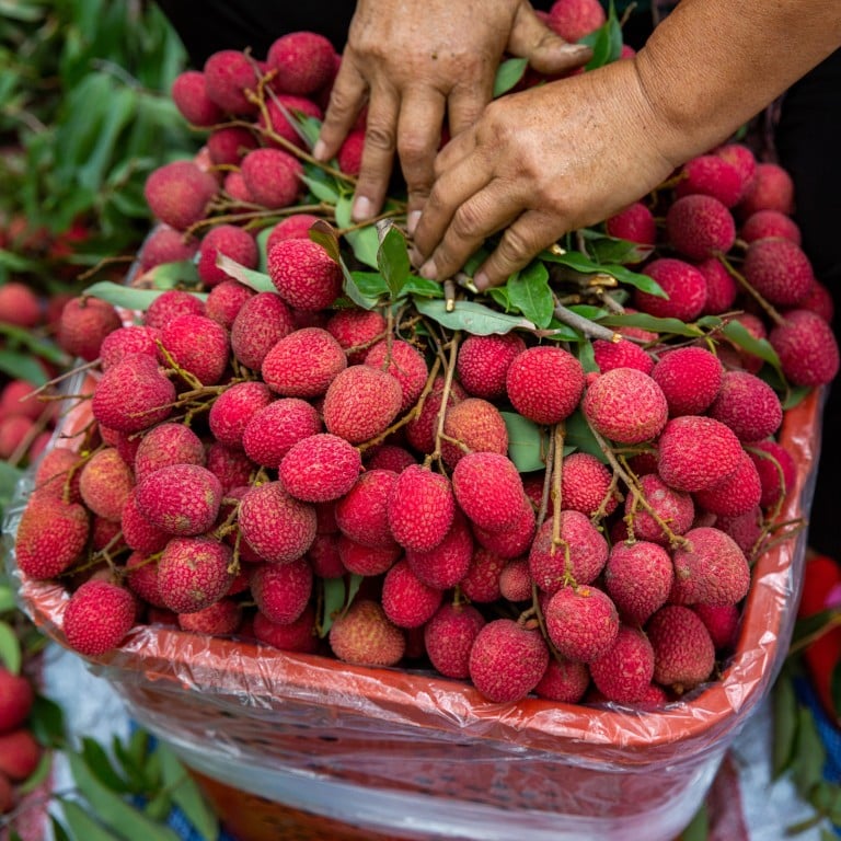 The history of the beloved lychee stretches back thousands of years, but its origins were a mystery. Photo: Getty Images