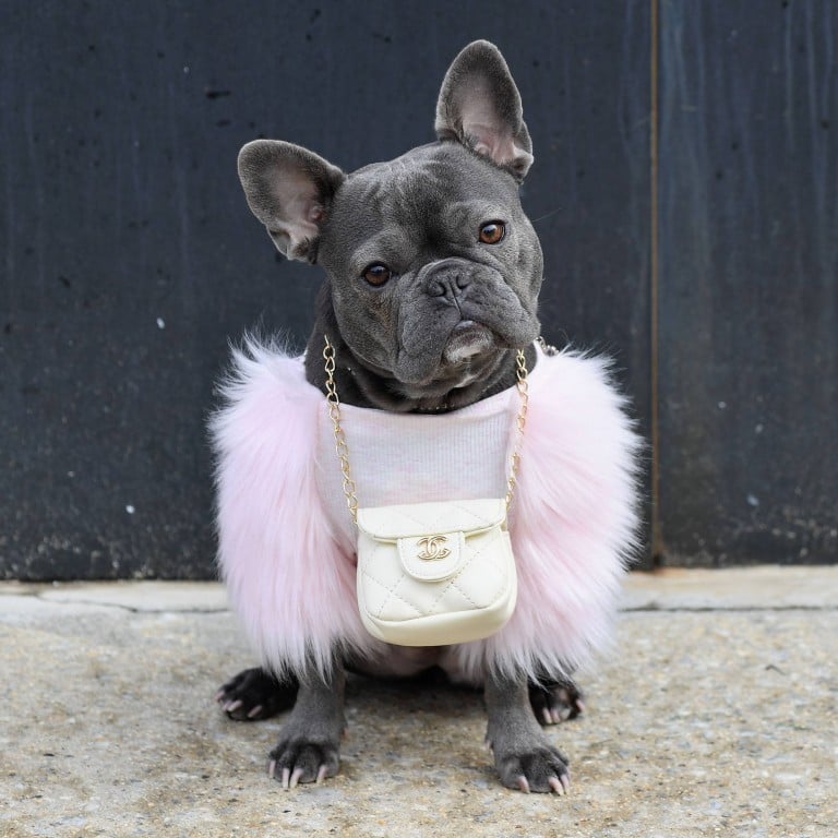 French sales bulldog target