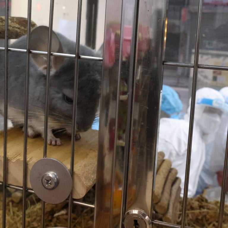 second hand chinchilla cage