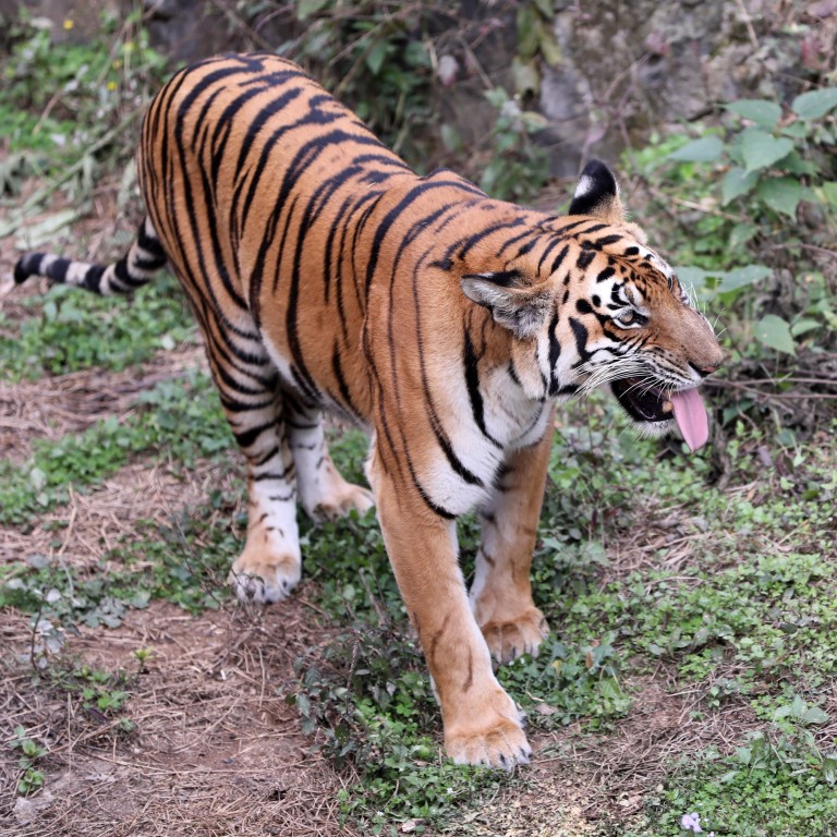 Tiger Exports To Asia From South Africa Are Booming, Threatening ...