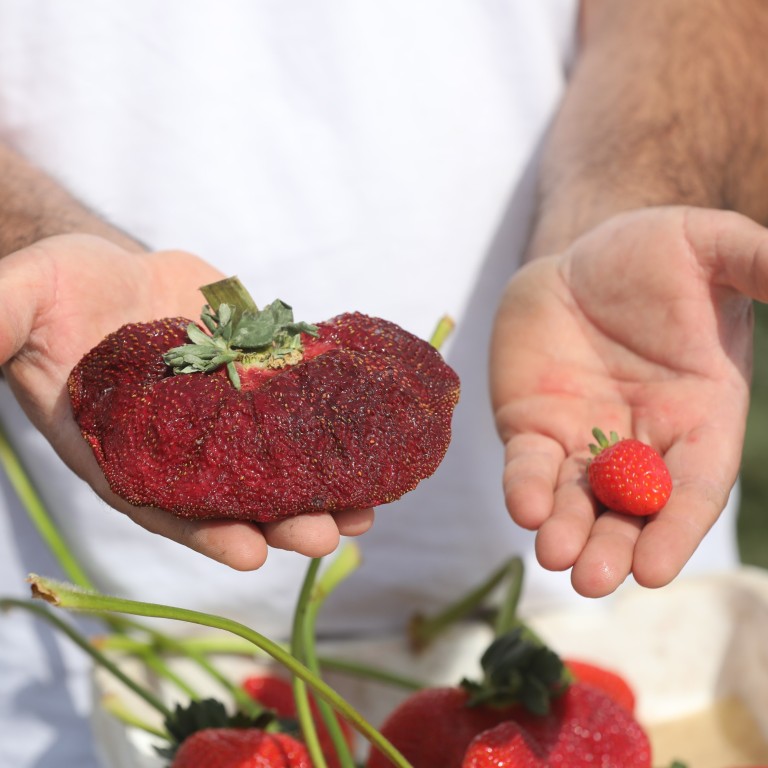 World's biggest strawberry 2025 guinness