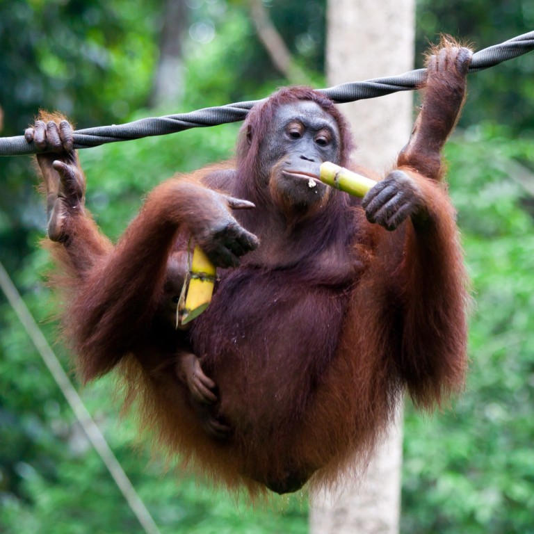 Six wildlife sanctuaries where the animals come first, from a koala refuge in Australia to a school for orangutans in Borneo, Malaysia | South China Morning Post Six wildlife sanctuaries where the animals come first, from a koala refuge in Australia to a school for orangutans in Borneo, Malaysia | South China Morning Post