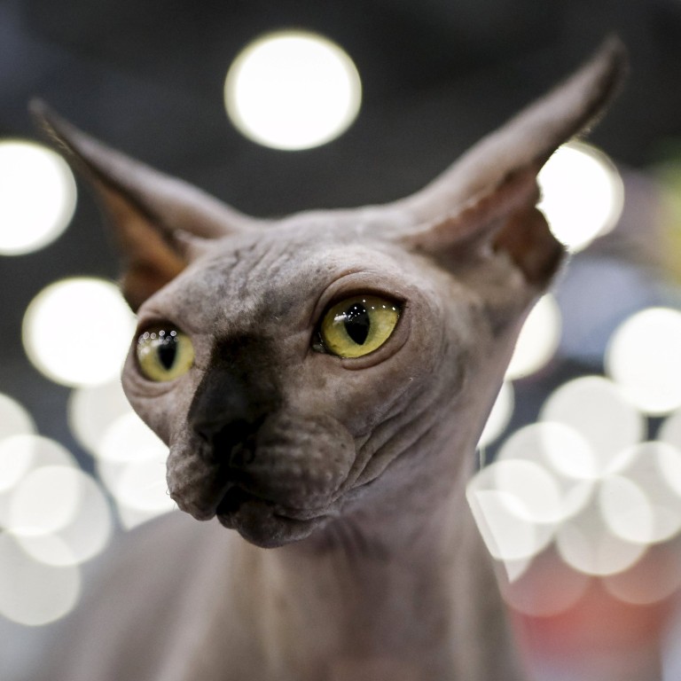 Even Russian cats are banned from international competitions amid