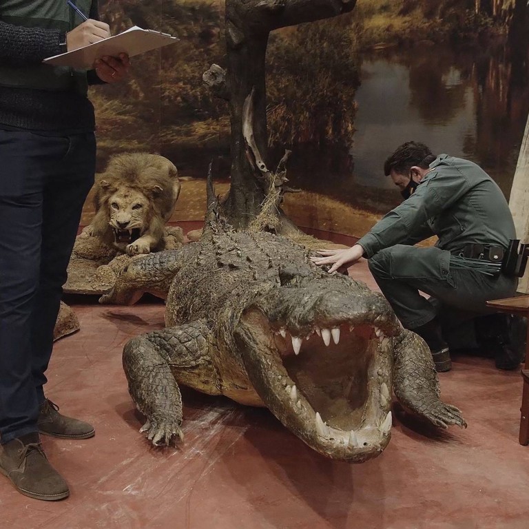 US$32 million worth of stuffed dead animals seized in one of the