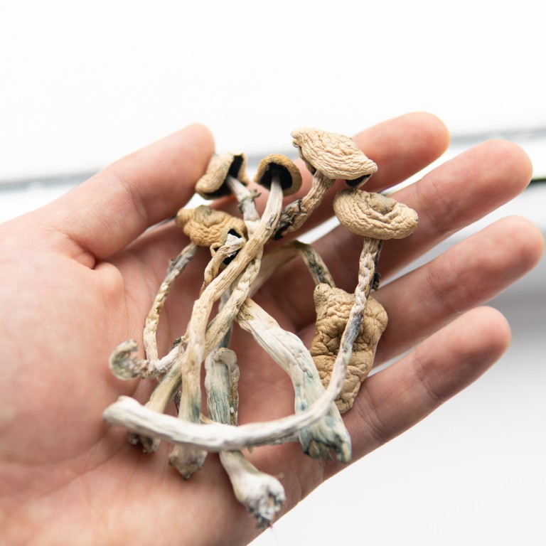 Magic Roots Drug Opioid addiction could be helped by taking ‘magic mushrooms’, study ...