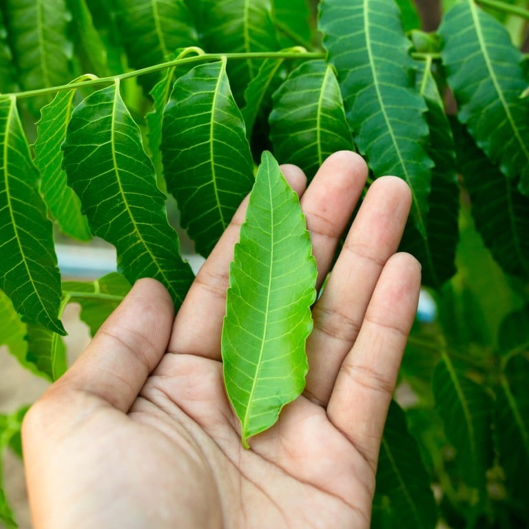 What is neem? The health benefits of what Ayurveda calls the world’s ...