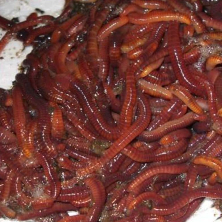 Earthworm Shocker China faces earthworm wipeout as rampant growth in electro-harvesting ...