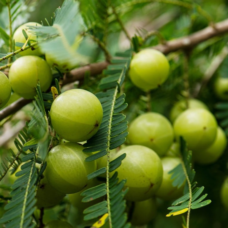 What Is Amla? The Indian Gooseberry Hailed As A Superfood For Its ...