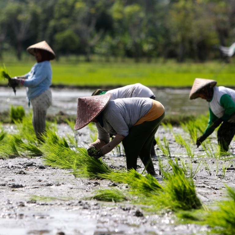 Asia faces a ‘rice crisis’ but China and India may escape the worst ...