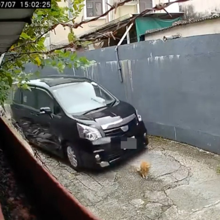 Hong Kong police arrest driver suspected of hitting cat with car and ...