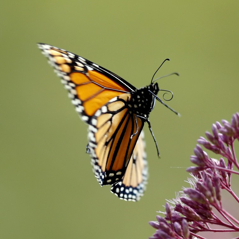 Beloved monarch butterflies now listed as endangered, one step closer