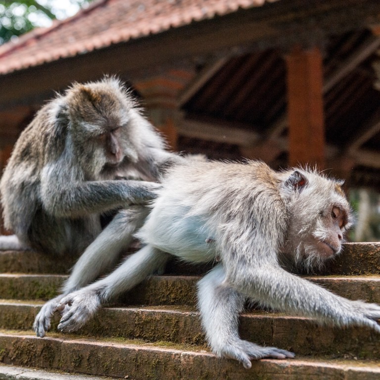 Monkeys in Indonesia use stones as sex toys study suggests in