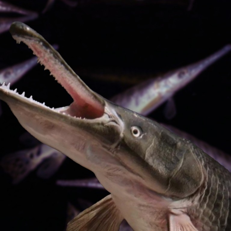Gar 6 More ‘monster fish’ on the loose: sightings of alligator gar emerge in ...