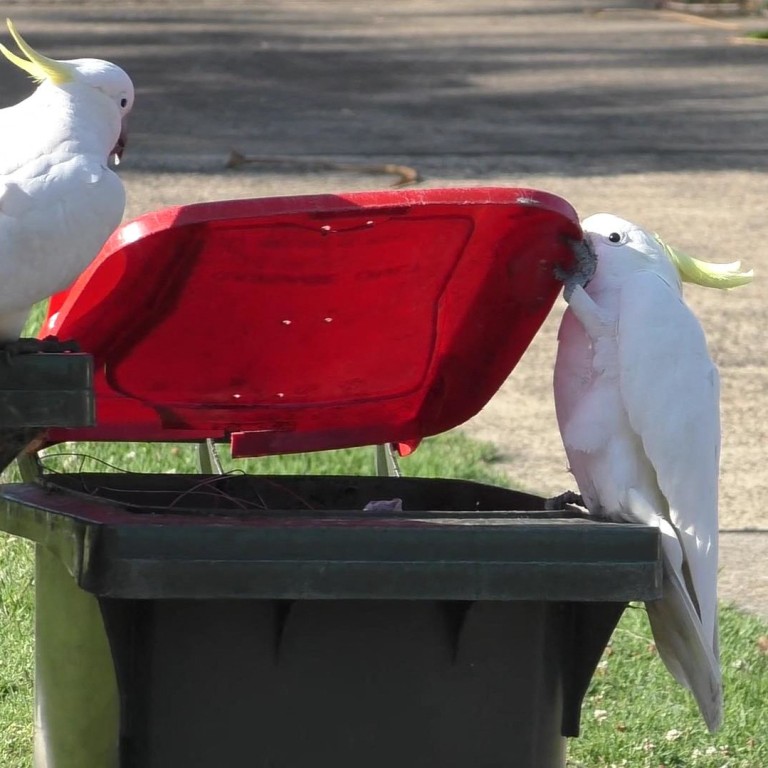 Australians are locked in an ‘innovation arms race’ with binraiding