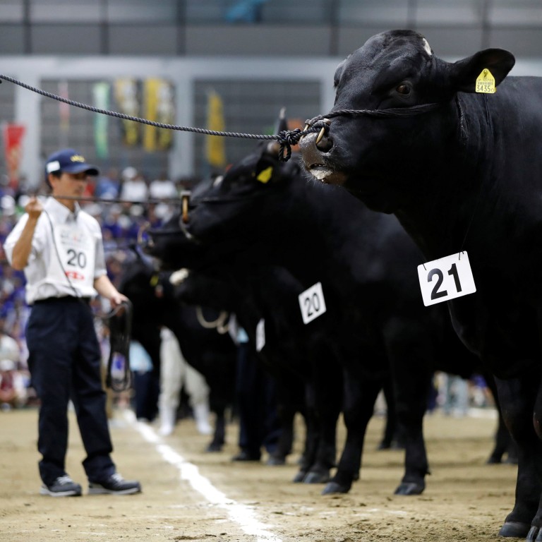 Olympic Cows Japan’s ‘Wagyu Olympics’ and how the best beef is selected by ...