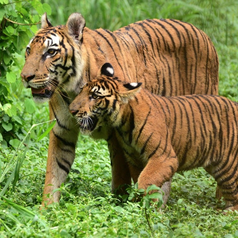 India ‘man-eater’ tiger that killed at least 9, including children