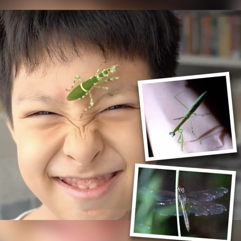 Busboy Insect ‘Real worms are not scary’: Chinese boy defangs bugs and hosts field ...