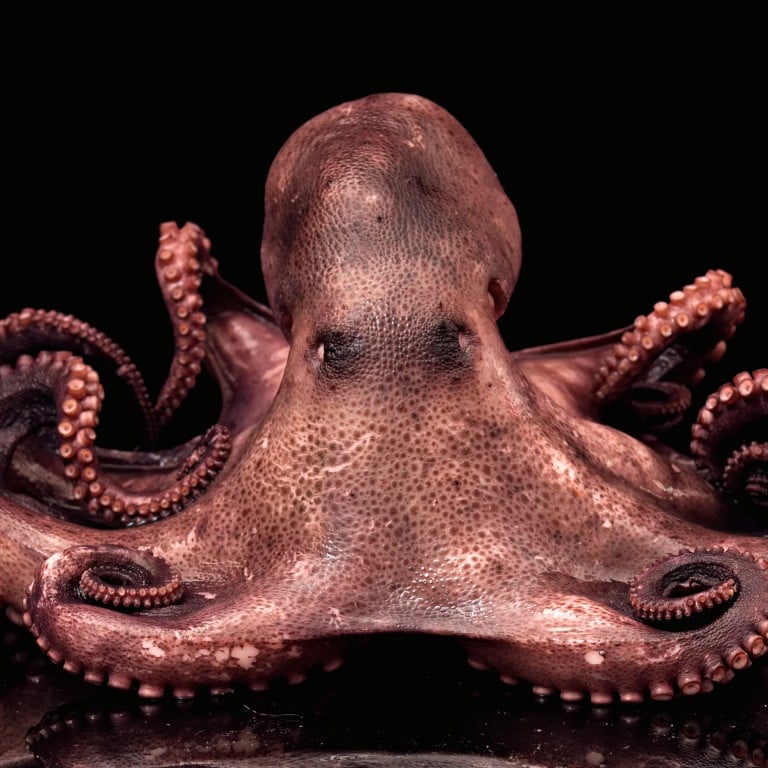 Opinion Octopus word origin, the correct plural form, and the Chinese
