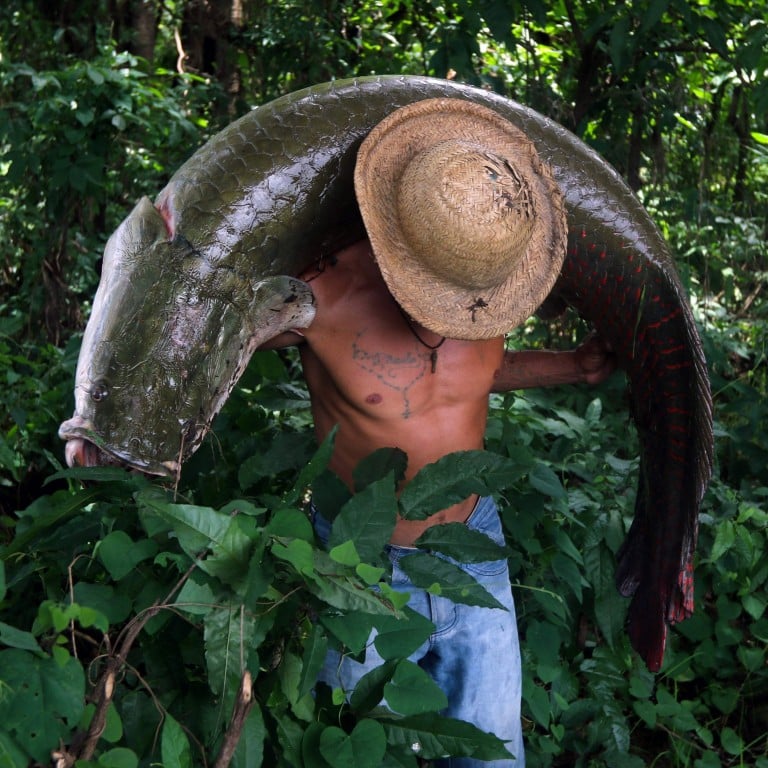 Amazon Fish Biig In the Amazon a huge fish is making a comeback, amid cooperation galore ...