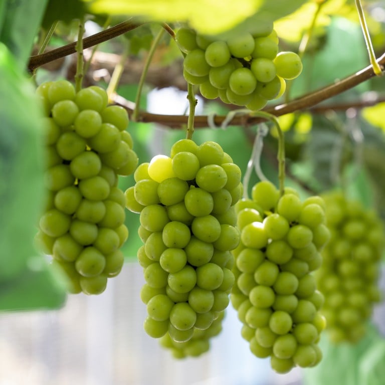 Which Country Produces The Best Shine Muscat Grapes – China, Japan Or ...