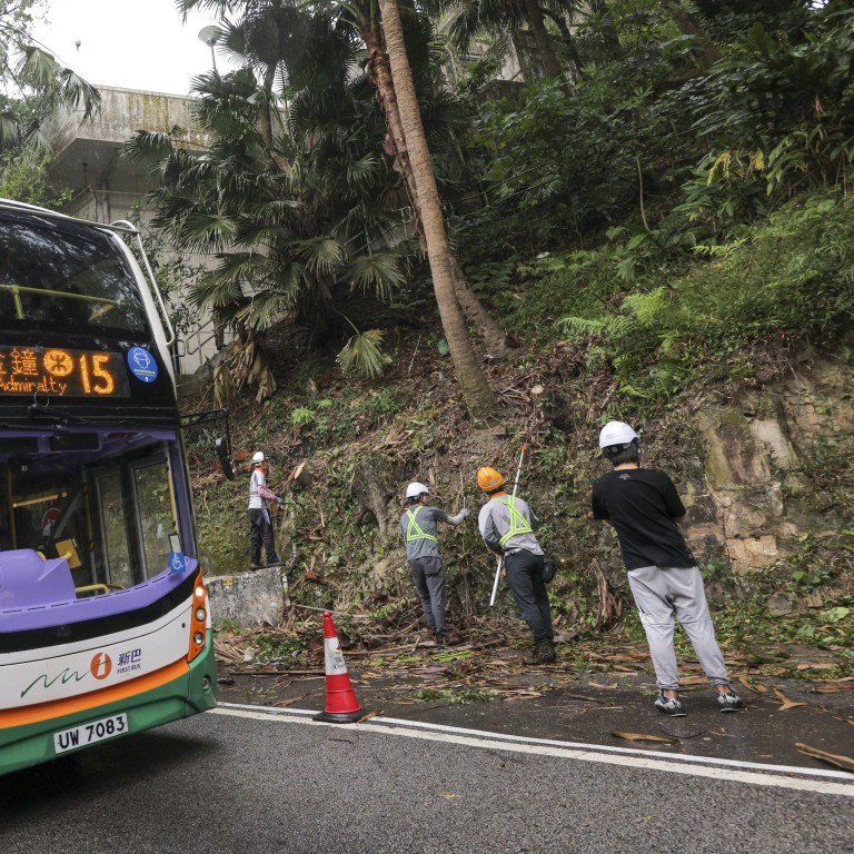 Opinion: Hong Kong Can Prevent Deaths From Falling Trees With Better ...