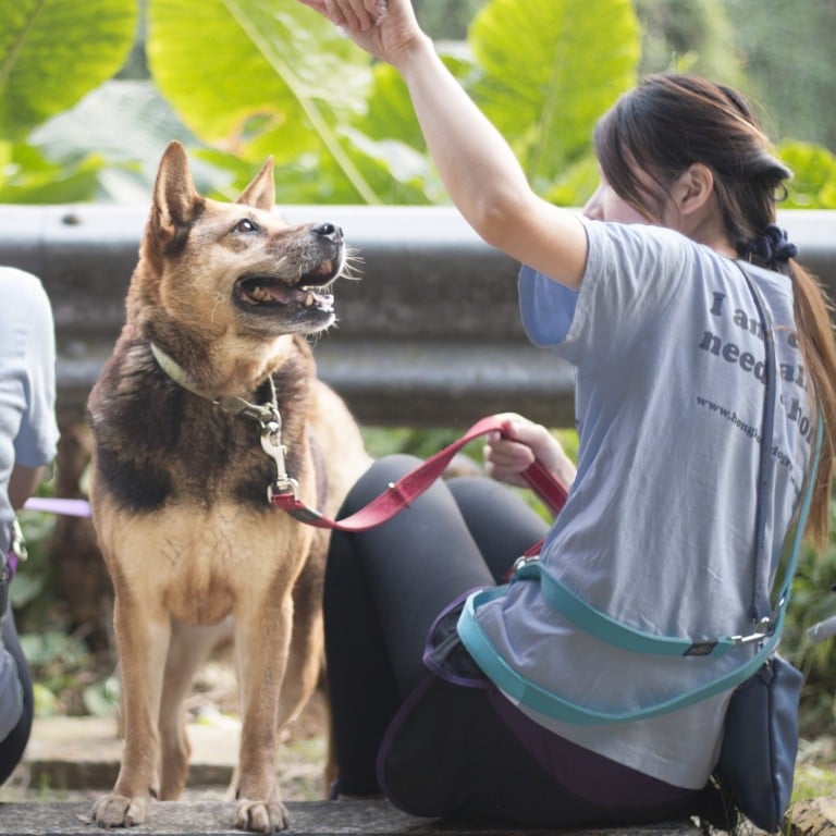 Looking to give back this Christmas? Consider volunteering for Hong Kong Dog Rescue’s dog walking programme. Photo: Hong Kong Dog Rescue