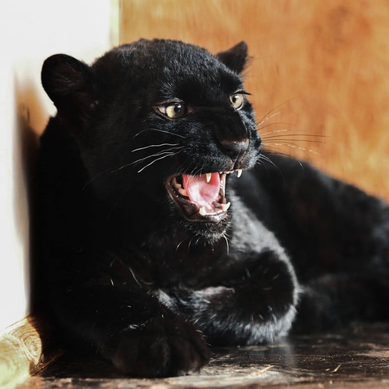 Black panther cub, victim of exotic animal trafficking in Ukraine, finds  refuge in France | South China Morning Post