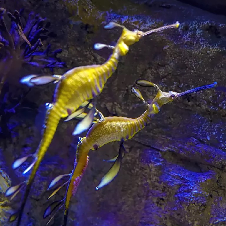 Female sea dragon transferred her eggs to a male, who is pregnant and ready  to give birth | South China Morning Post